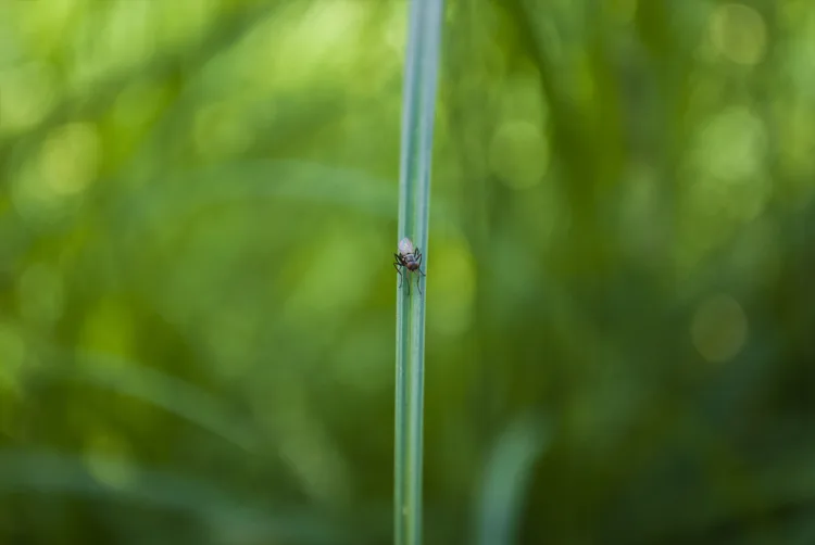 Bug walking across a blade of grass