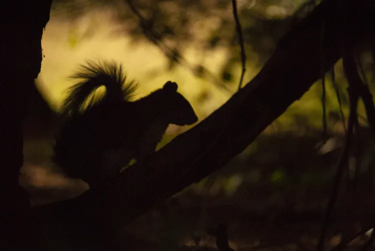 Squirrel