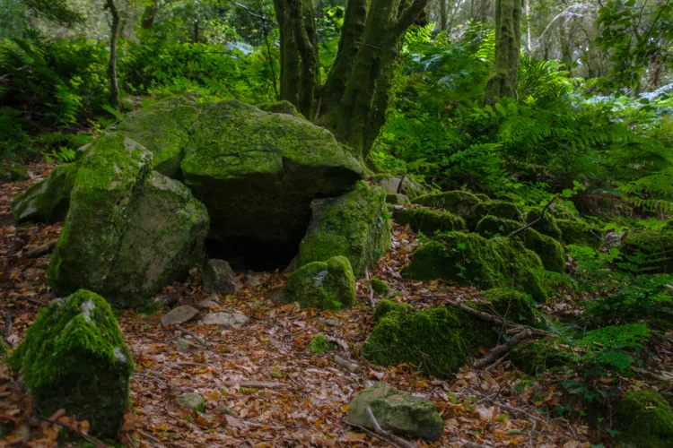 Rocks in a local forest